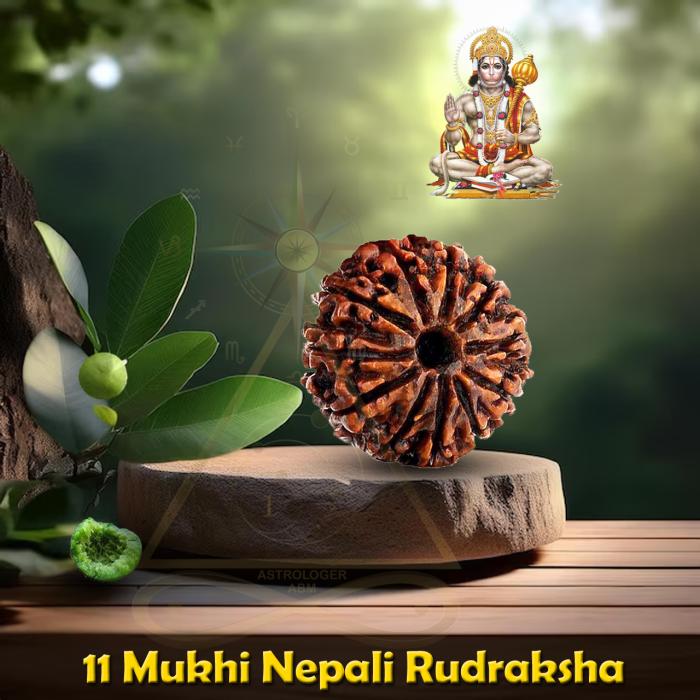 Five Mukhi Natural Rudraksha / पांच मुखी प्राकृतिक रुद्राक्ष